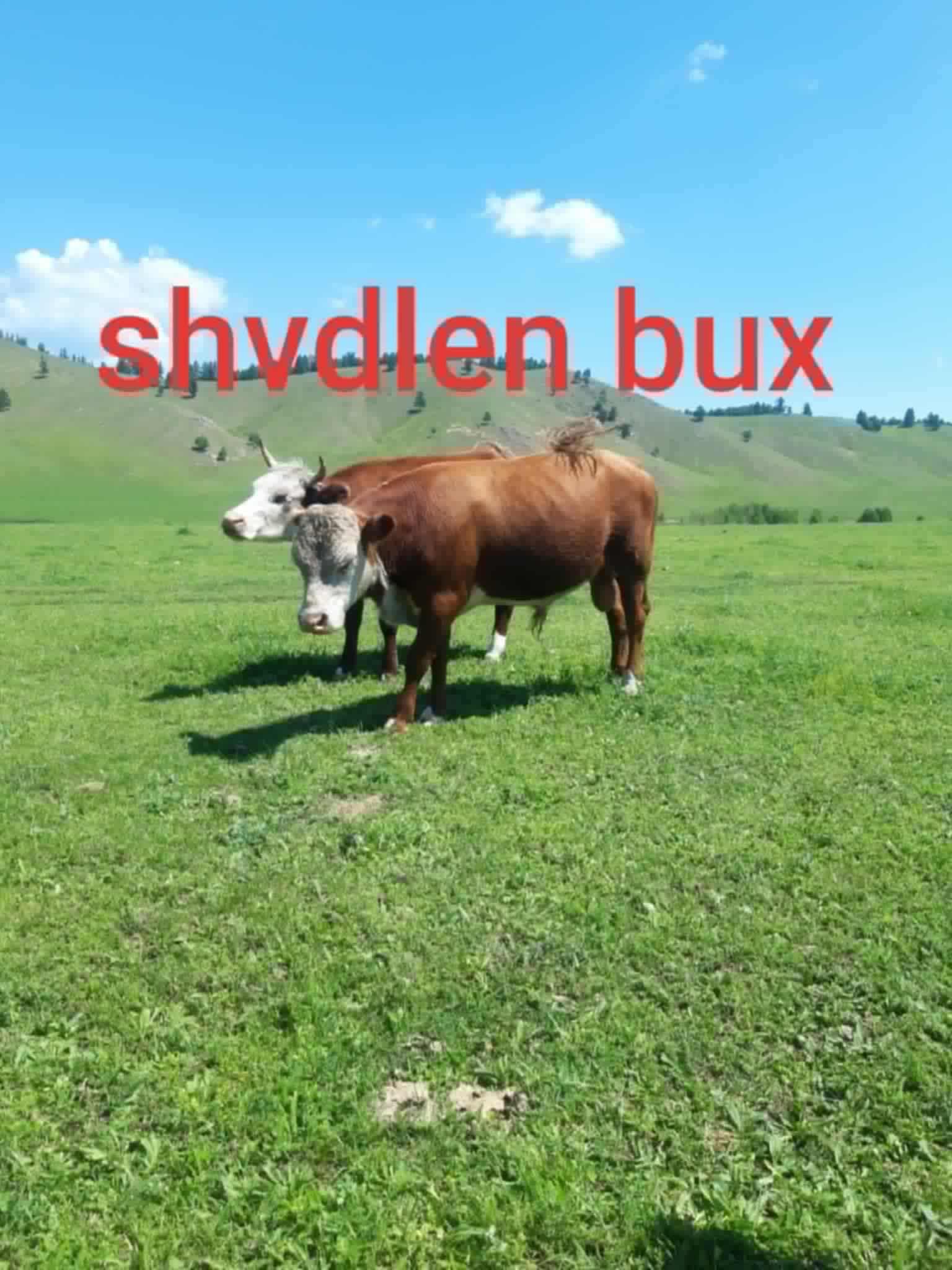 бух зарна